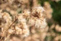 Dry Thistle Seed Heads Closeup Royalty Free Stock Photo
