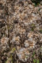 Dry Thistle Seed Heads Closeup Royalty Free Stock Photo