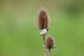 Slug on thistle at dusk Royalty Free Stock Photo