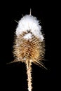 Dry Thistle and snow