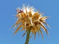 Dry thistle with thorns growing under blue sky Royalty Free Stock Photo