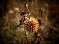 Dry thistle - waiting for spring