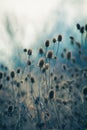 Dry thistle in winter autumn field