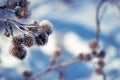 Dry thistles covered with frost on the background of blue snow. The natural background Royalty Free Stock Photo