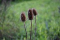 Dry thistles at the end summer.