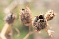 Dry thorns and dry plants