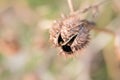 Dry thorns and dry plants