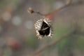 Dry thorns and dry plants