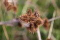 Dry thorns and dry plants