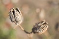 Dry thorns and dry plants