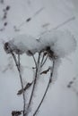 Dry thorny burdock seeds covered with caps of freshly fallen snow Royalty Free Stock Photo