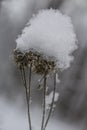 Dry thorny burdock seeds covered with caps of freshly fallen snow Royalty Free Stock Photo