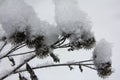 Dry thorny burdock seeds covered with caps of freshly fallen snow Royalty Free Stock Photo