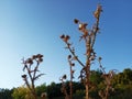 dry thorny bush against the background of the autumn forest and blue sky