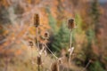 Dry thorny stems and seed heads of Common teasels Dipsacus fullonum aka Fuller`s teasel or Dipsacus sativus with a blurred Royalty Free Stock Photo