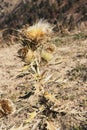 Dry thorny yellow thistle in Hissar Mountain Range Royalty Free Stock Photo