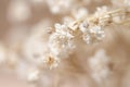 Dry tiny small white gypsophila flowers one branch in front of others macro Royalty Free Stock Photo