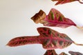 The dry tip of the croton leaf is a problem.