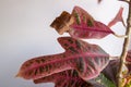 The dry tip of the croton leaf is a problem.