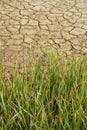 Dry Tips of Grass On The Edge of Dry Pond Royalty Free Stock Photo