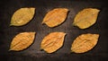 Dry tobacco leaves