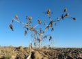 Dry toxic jimsonweed on bare field