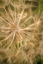 dry tragopogon, goatsbeard or salsify seed head. flowering plant with fragile detailes, seeds with umbrellas. soft focused