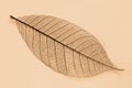 Dry transparent leaf Royalty Free Stock Photo