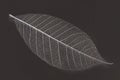 Dry transparent leaf Royalty Free Stock Photo