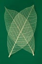 Dry transparent leaf Royalty Free Stock Photo