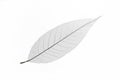 Dry transparent leaf Royalty Free Stock Photo