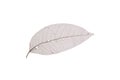 Dry transparent leaf Royalty Free Stock Photo