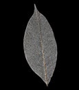 Dry transparent leaf Royalty Free Stock Photo