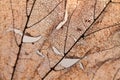 The dry transparent leaf with cracks and holes on the surface. Royalty Free Stock Photo