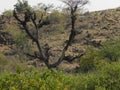 A Dry Tree in a abandoned Hill side