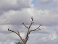 Dry tree in Africa Royalty Free Stock Photo