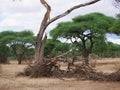 Dry tree in Africa Royalty Free Stock Photo