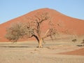 Dry tree against the background of the dune. Sossusvlei, Namibia. Royalty Free Stock Photo