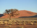 Dry tree against the background of the dune. Sossusvlei, Namibia. Royalty Free Stock Photo