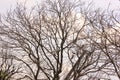 dry tree. against the background of the sky - image