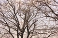 dry tree. against the background of the sky - image