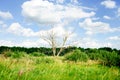 Dry tree against the blue sky