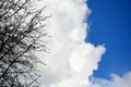 A dry tree against a clear sky. Image of clouds. A lone dead tree against the blue sky. Royalty Free Stock Photo