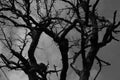 tree against cloudy sky in dramatic black and white style Royalty Free Stock Photo