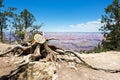 Dry tree against Grand Canyon Royalty Free Stock Photo