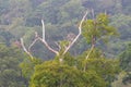 Dry tree against mountain with evergreen woods Royalty Free Stock Photo