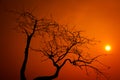 Dry tree against the sky orange Royalty Free Stock Photo