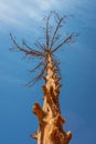 Dry tree in the Atacama Desert. Blue sky.