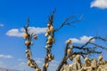 Dry Tree with the Authentic Clay pots near the town GÃÂ¶reme in Cappadocia Royalty Free Stock Photo