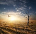 Dry tree in autumnn field Royalty Free Stock Photo